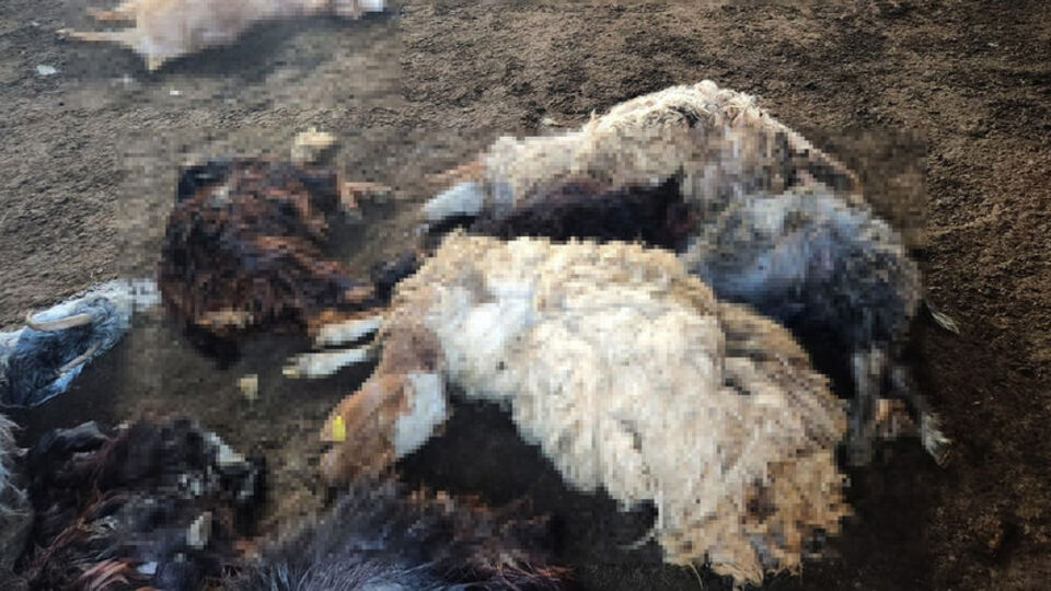 Kurtların saldırısında 40 koyun öldü