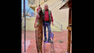 Sinop'ta avlandı: 100 kilogram