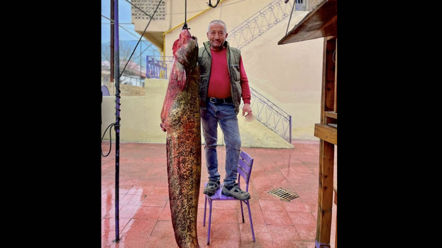 Sinop'ta avlandı: 100 kilogram