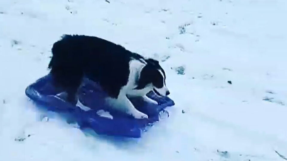 Sokak köpeğinin kızak keyfi