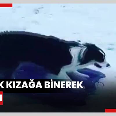 Samsun'da köpek kızağa binerek kaydı