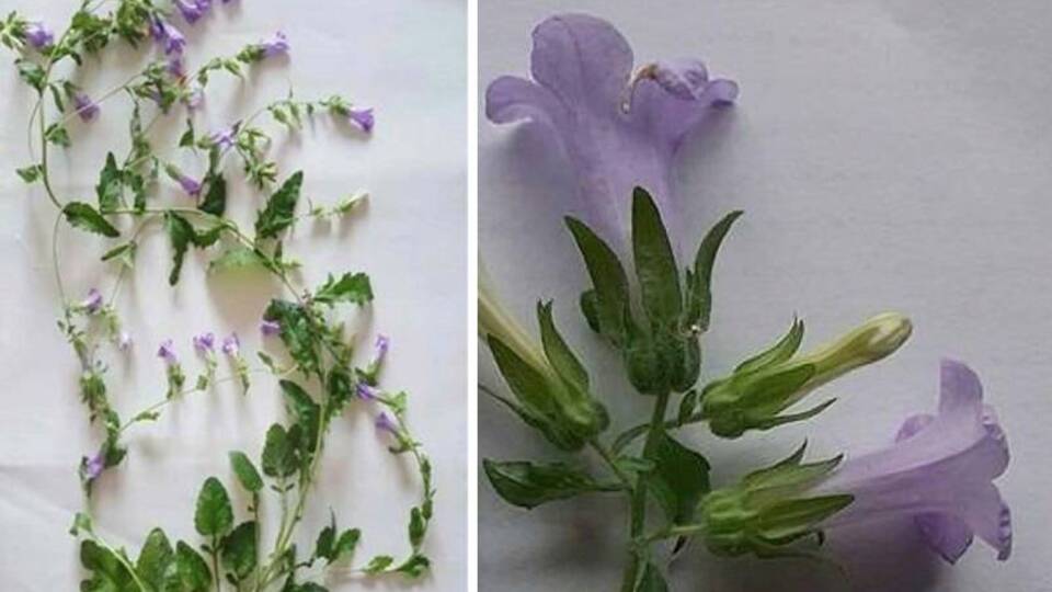 Aydın'da yeni bir bitki türü keşfedildi