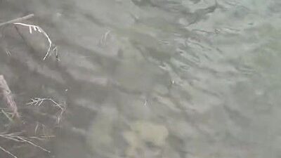 Köpeklerin boynuna taş bağlayıp dereye atmışlar