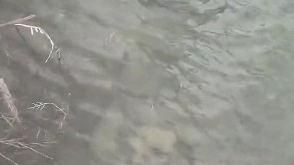 Köpeklerin boynuna taş bağlayıp dereye atmışlar