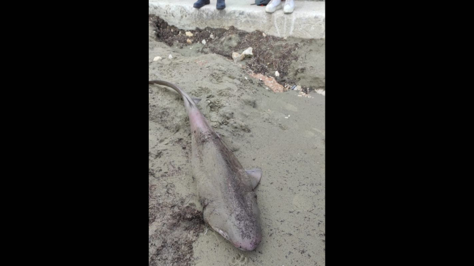 Sahilde ölü köpek balığı bulundu