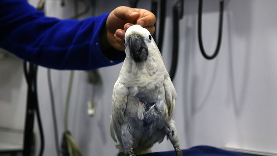 Veterinerlerle dans eden papağan Ares ilgi odağı oldu