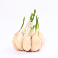 Filizlenmiş sarımsak yenir mi?