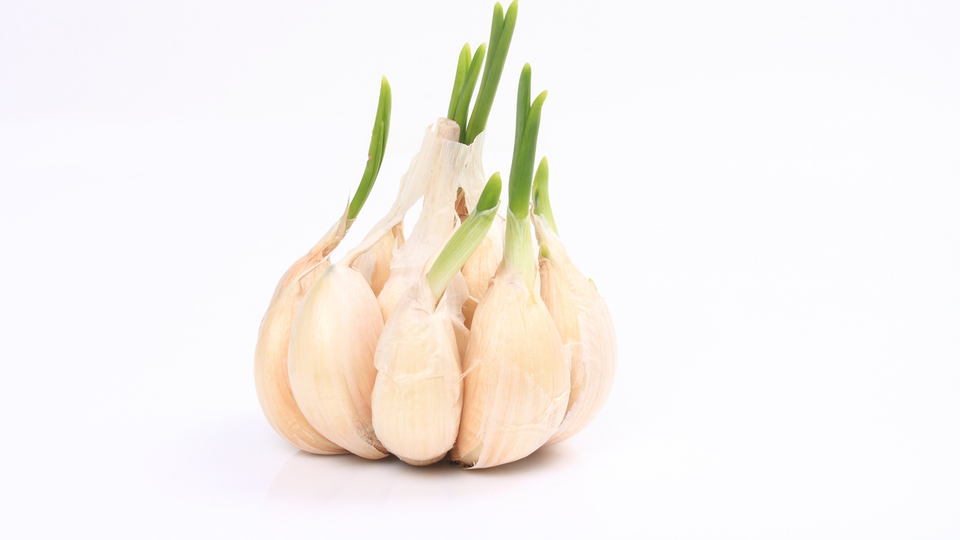 Filizlenmiş sarımsak yenir mi?