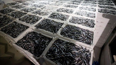 Yılın ilk ayında hamsi ihracat geliri yüzde 29 arttı