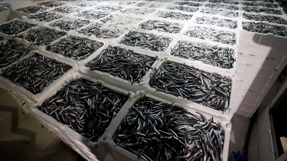 Yılın ilk ayında hamsi ihracat geliri yüzde 29 arttı