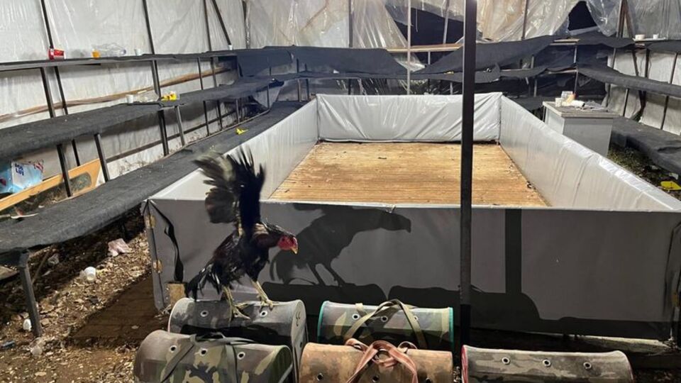 Horoz dövüşü cezası: 129 bin 458 lira