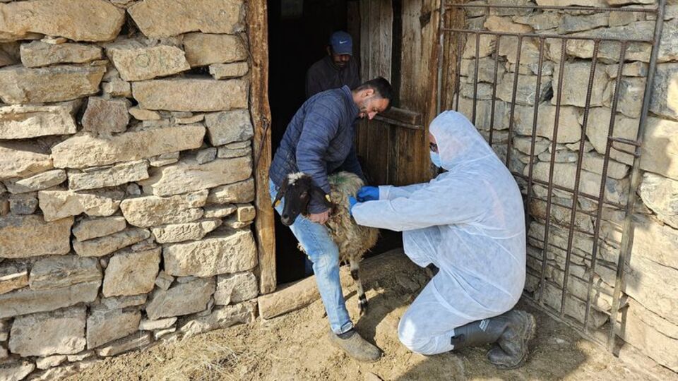 Bitlis'te bir köyde şap karantinası