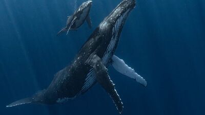 Binlerce fotoğraf arasından seçildi!