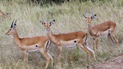 Antilop eti yenir mi?