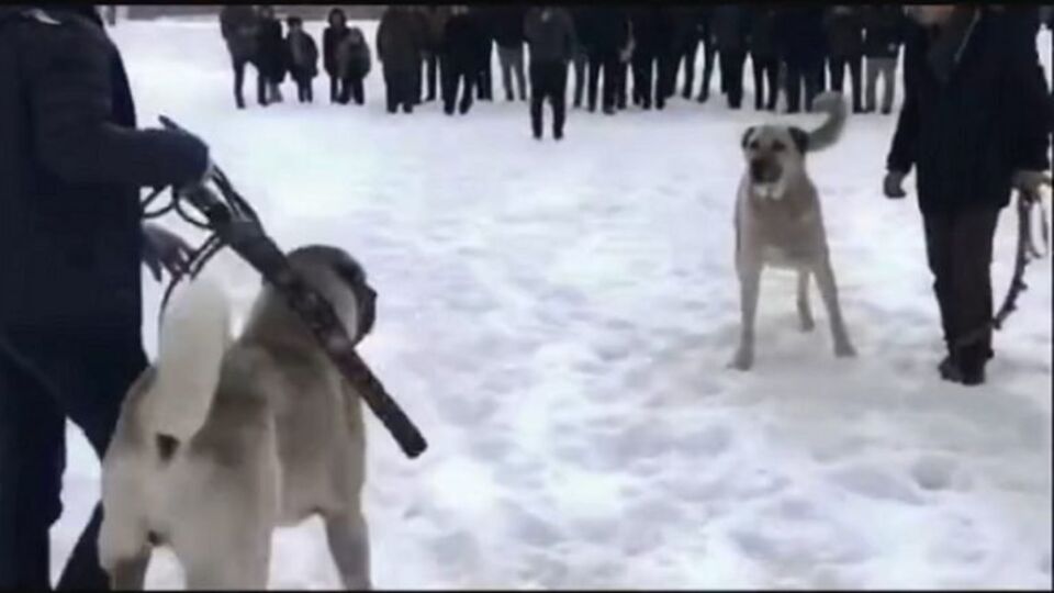 Erzurum'da köpek dövüşüne yasal işlem