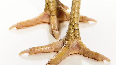 Tavuk ayağı yenir mi?