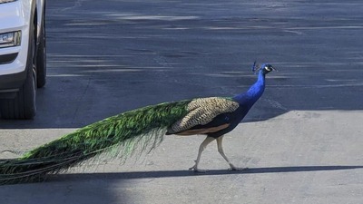 Tavus kuşu eti yenir mi?