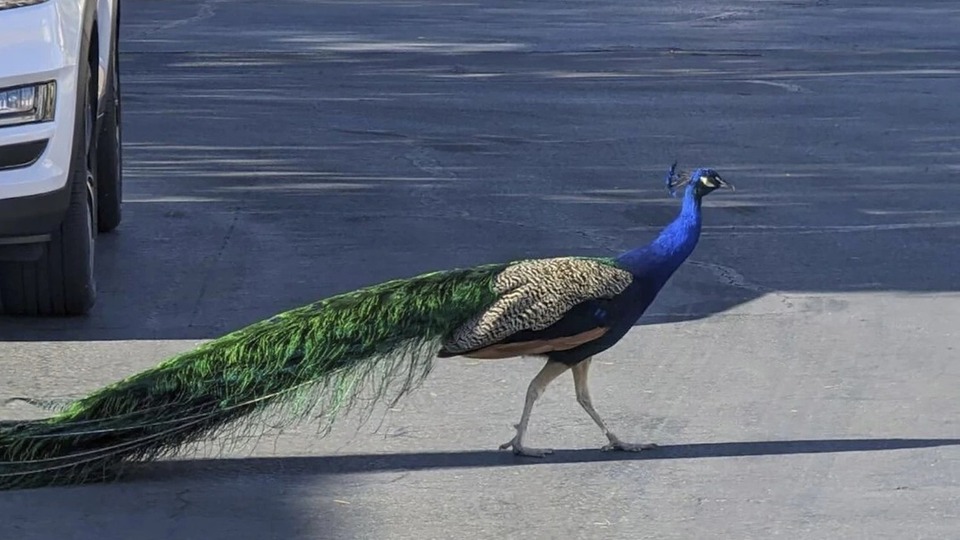 Tavus kuşu eti yenir mi?