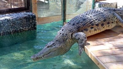 Timsah eti yenir mi?