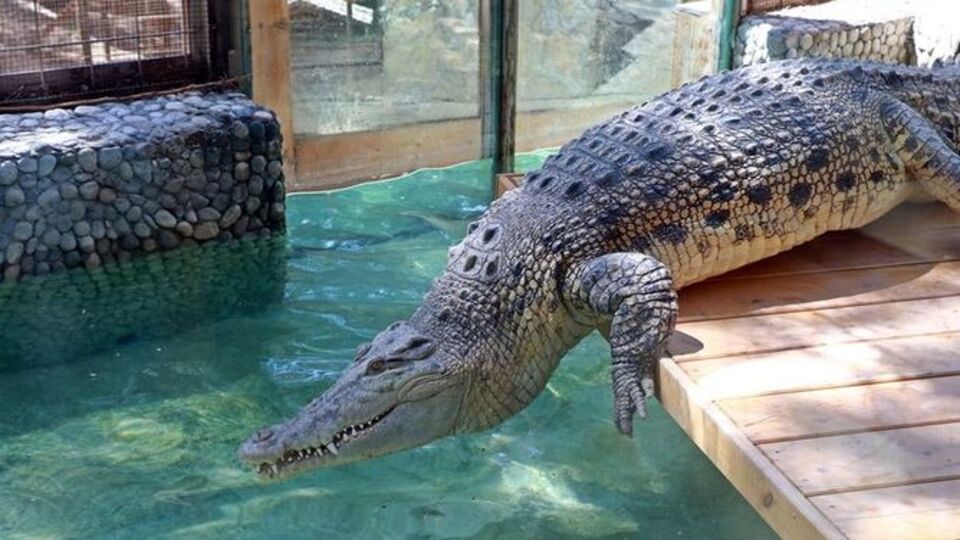 Timsah eti yenir mi?