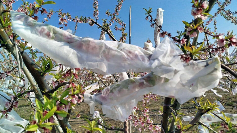 Çiçek açan şeftalileri tülle sardı