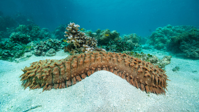 Deniz hıyarı yenir mi?