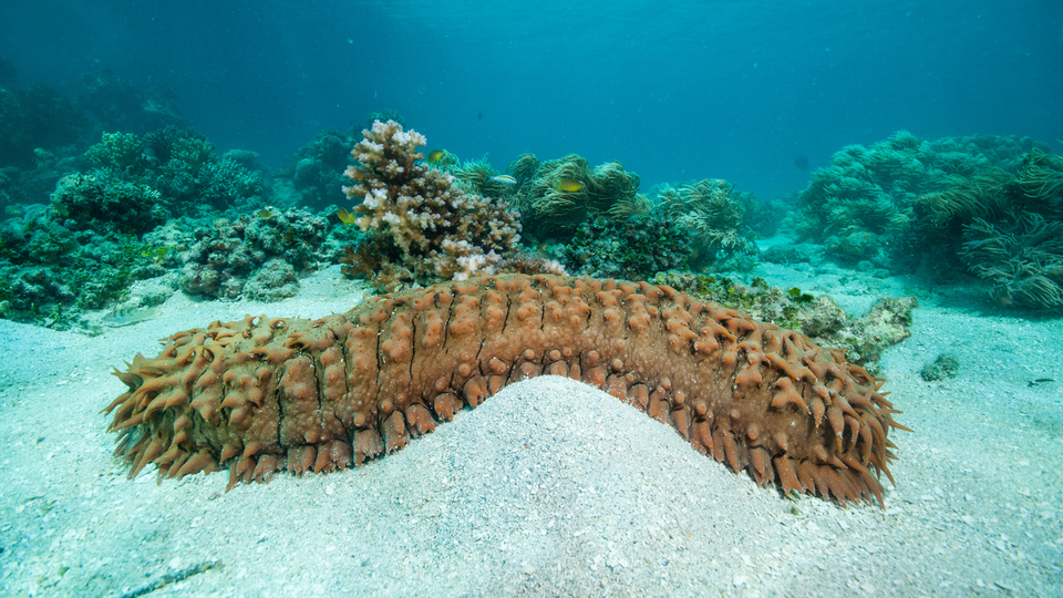 Deniz hıyarı yenir mi?