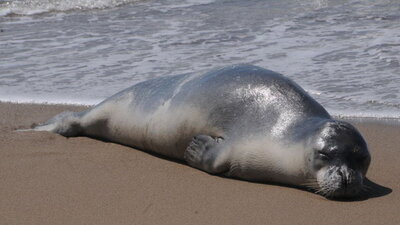 Fok balığı yenir mi?