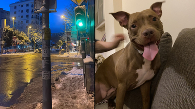 Kadıköy'de akıma kapılan köpek öldü