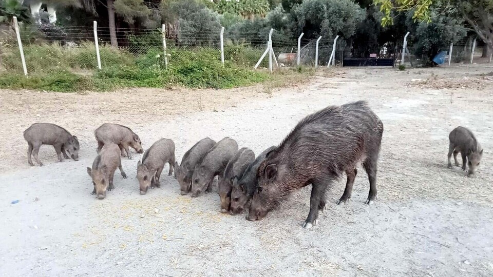 Yaban domuzu yenir mi?