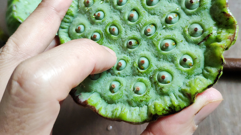 Tripofobi sahibi olabilirsiniz!