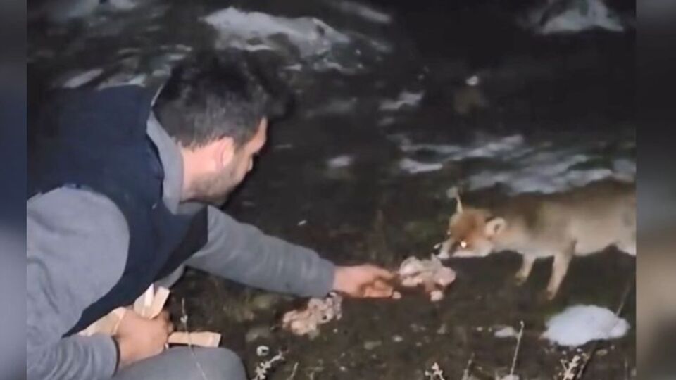 Tilkiyi elleriyle beslediler