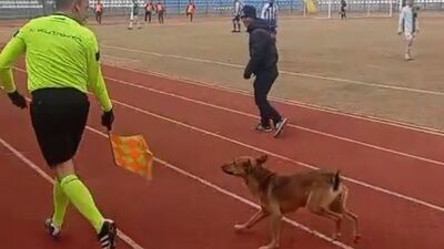 Sahaya giren köpeği böyle çıkardı