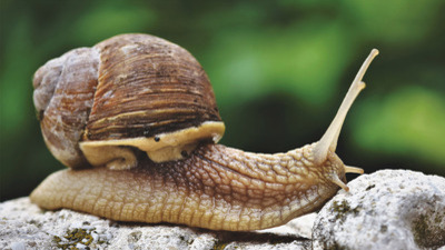 Sümüklü böcek yenir mi?