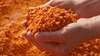 Böceklenen tarhana yenir mi?