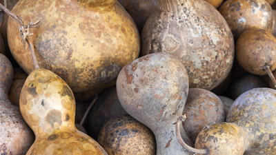 Süs kabağı yenir mi?