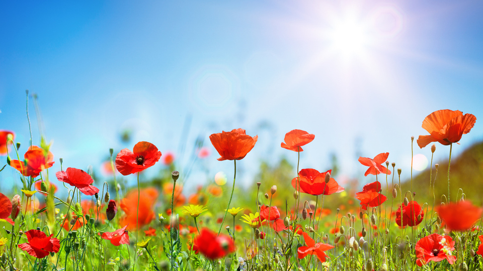 Gelincik otu yenir mi?