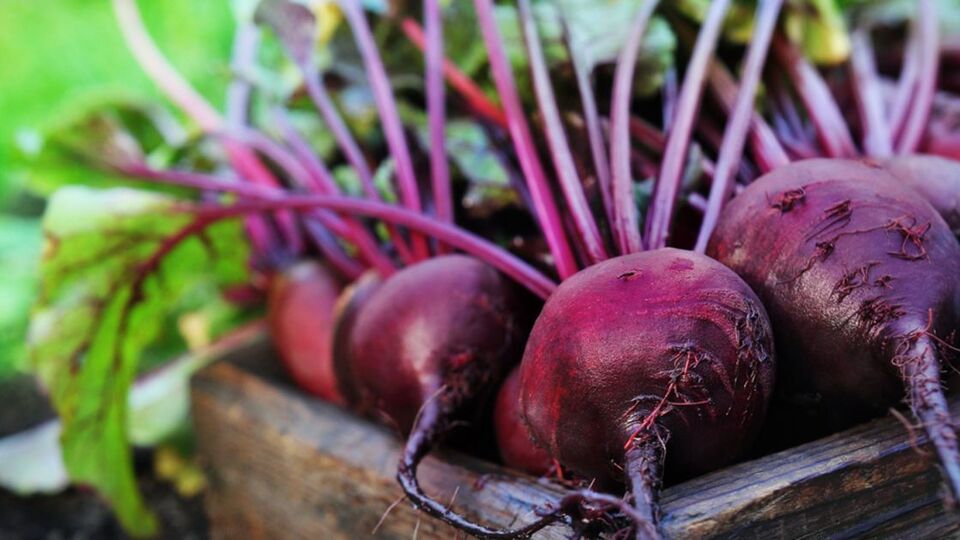 Pancar çiğ yenir mi?