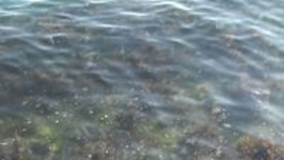 Sarıyer'de denizanası istilası