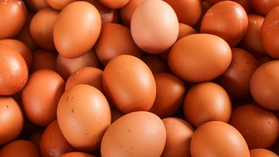 Yumurta ihracatında yeni düzenleme