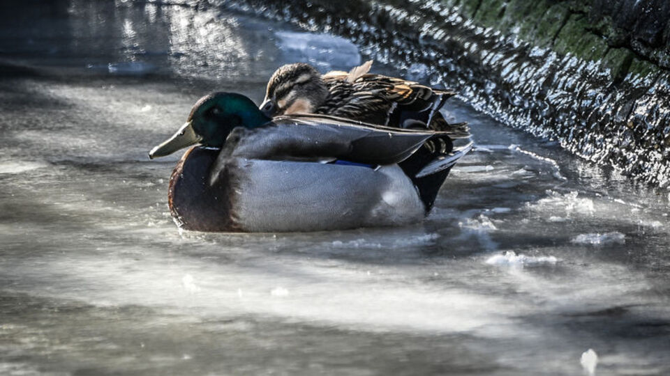 Kuğulu Park'ın havuzu dondu
