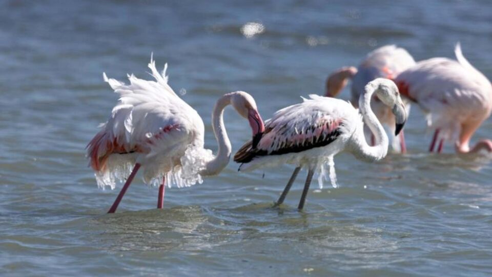 Vücutlarında buz sarkıtları oluştu