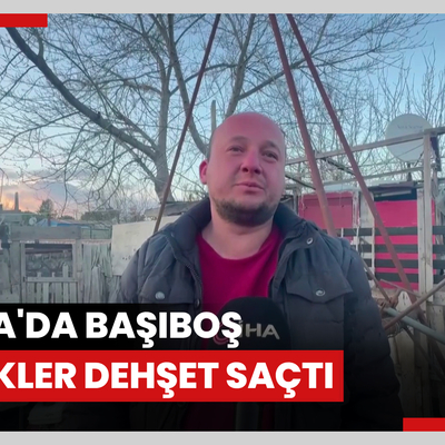 Bursa'da başıboş köpekler dehşet saçtı: 35 koyun ve tavuğu parçaladı