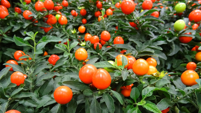 Kudüs kirazı yenir mi?