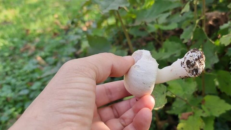 Küflü mantar yenir mi?