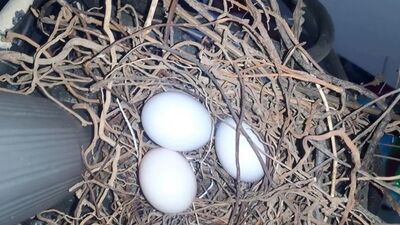 Kumru yumurtası yenir mi?