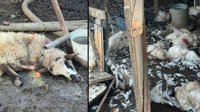 Köpekler koyun ve tavuklara saldırdı