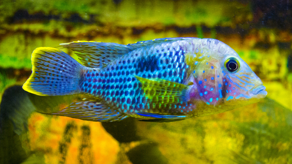 Lapin balığı yenir mi?