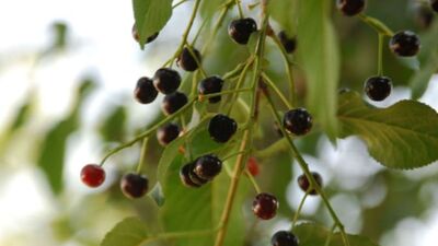 Mahlep meyvesi yenir mi?