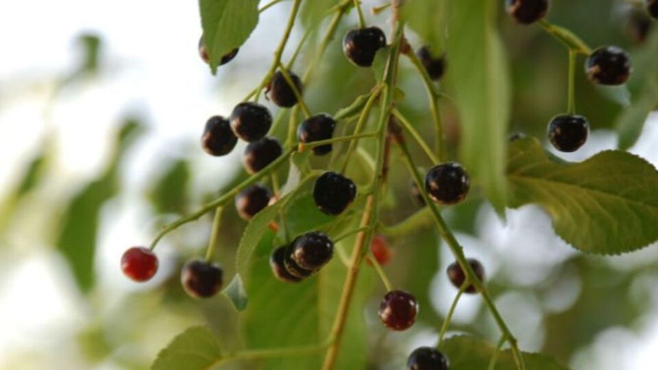 Mahlep meyvesi yenir mi?